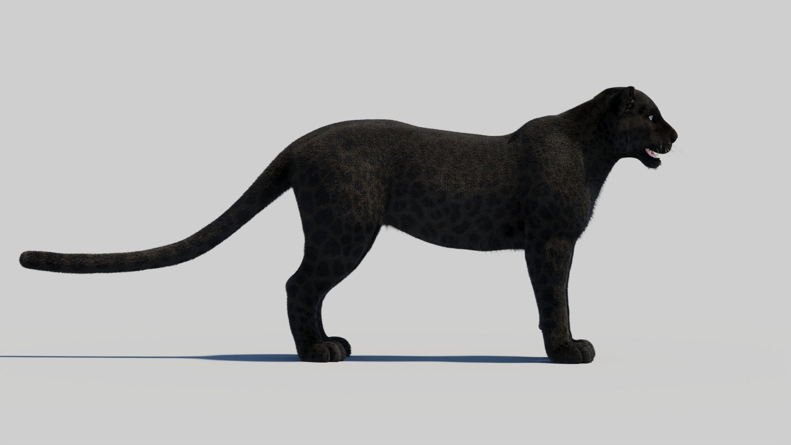 Black Panther 3D Model with Realistic Fur 360° view 2 frame 34
