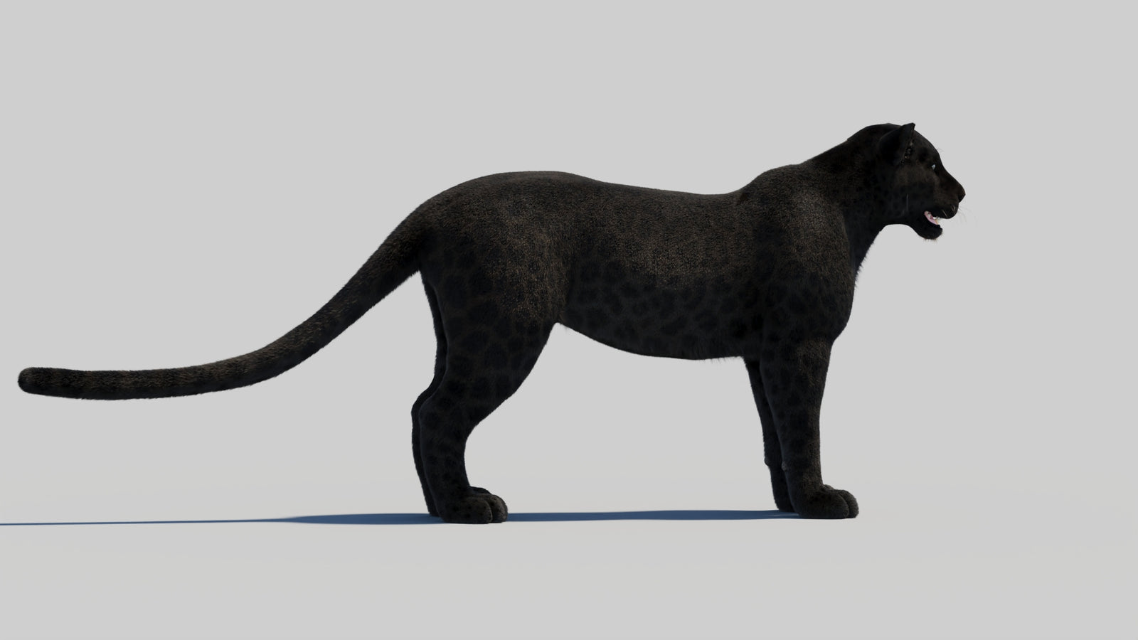 Black Panther 3D Model with Realistic Fur 360° view 2 frame 38