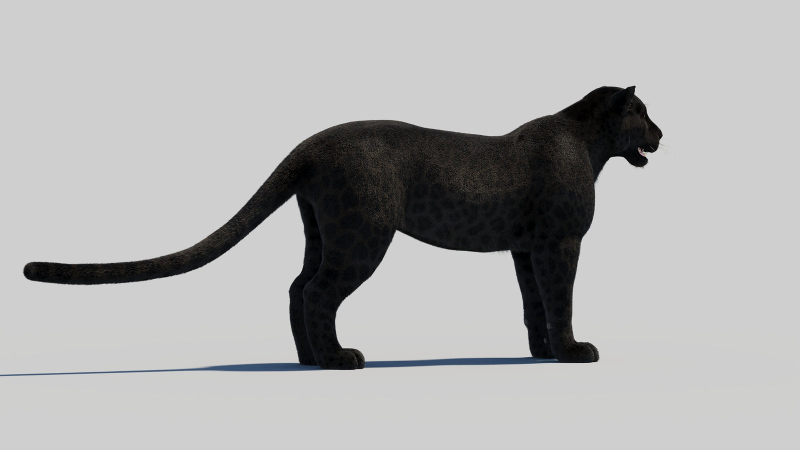 Black Panther 3D Model with Realistic Fur 360° view 2 frame 41
