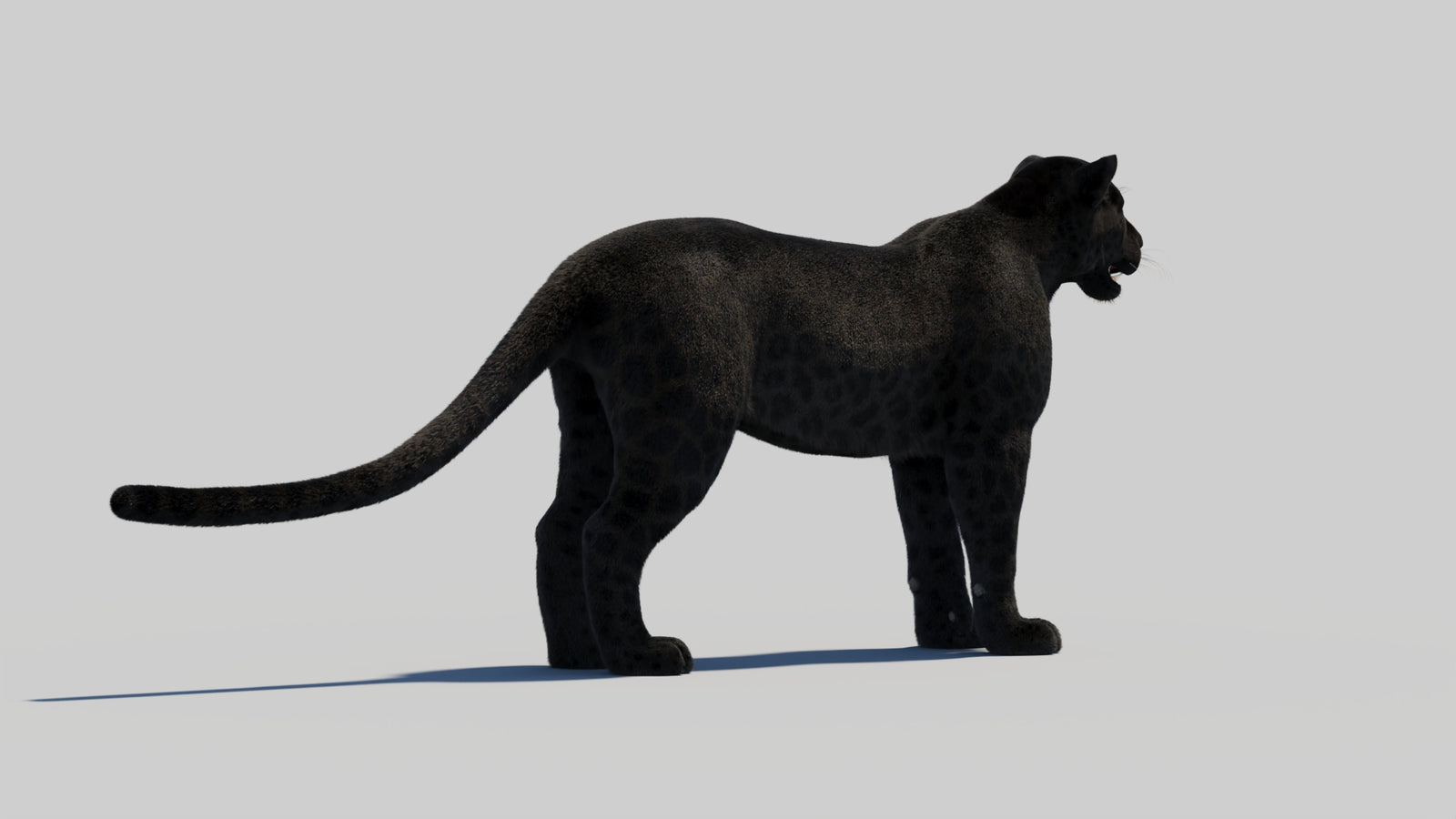 Black Panther 3D Model with Realistic Fur 360° view 2 frame 45