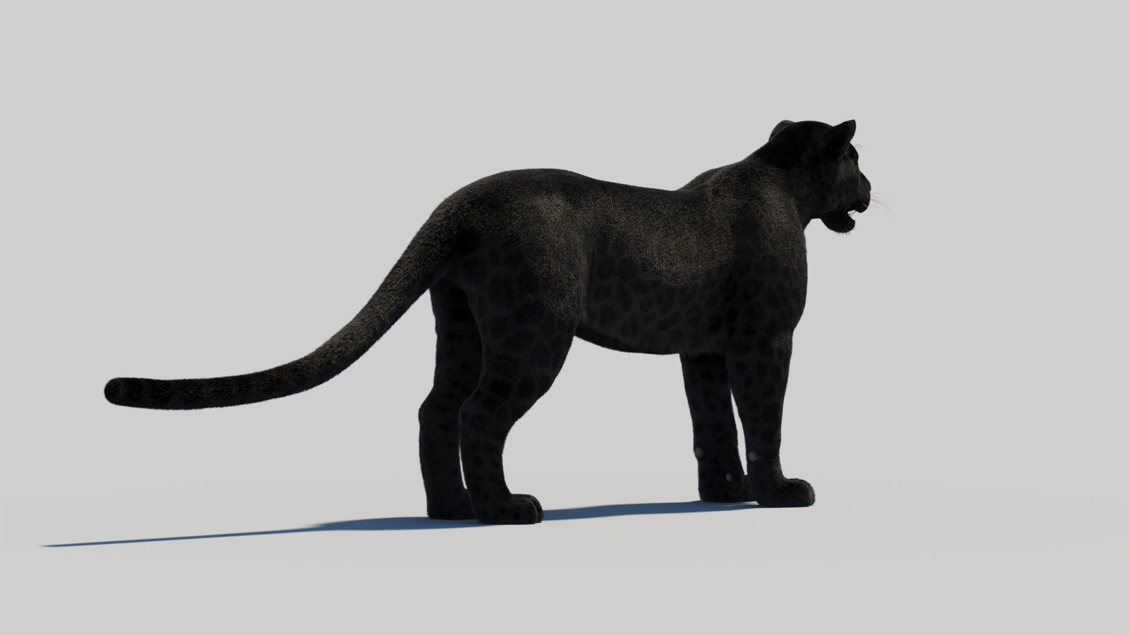 Black Panther 3D Model with Realistic Fur 360° view 2 frame 46