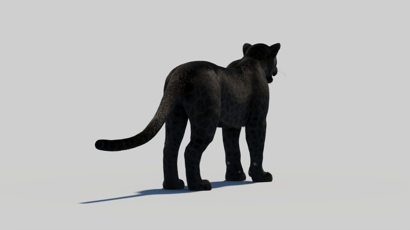 Black Panther 3D Model with Realistic Fur 360° view 2 frame 52