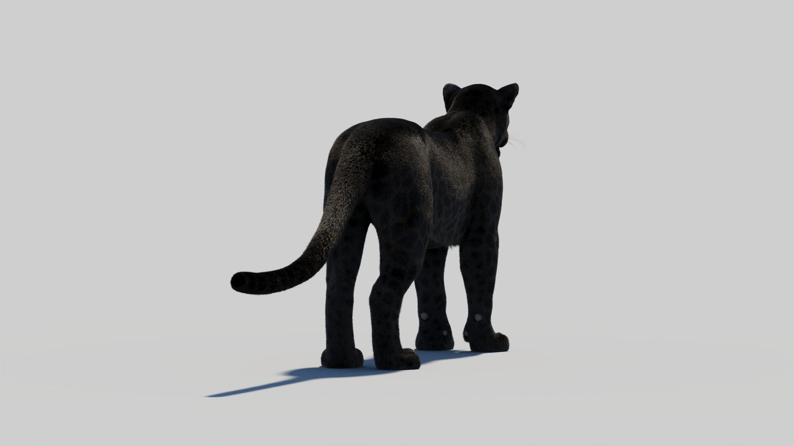 Black Panther 3D Model with Realistic Fur 360° view 2 frame 54