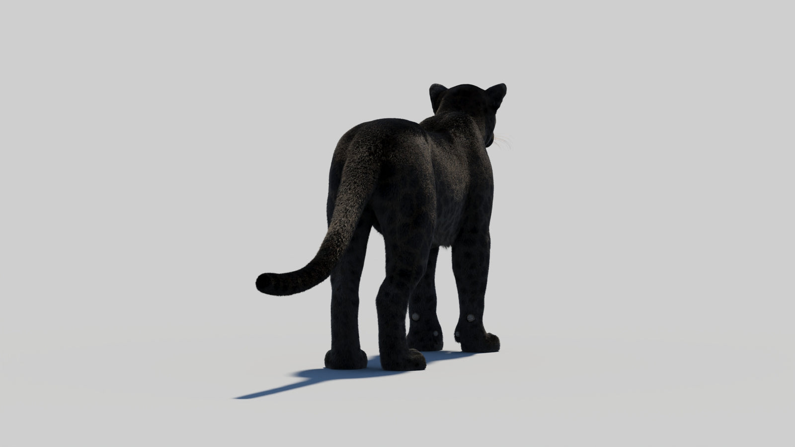 Black Panther 3D Model with Realistic Fur 360° view 2 frame 55