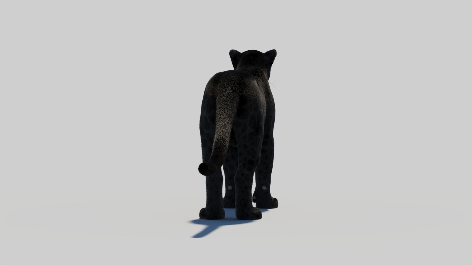 Black Panther 3D Model with Realistic Fur 360° view 2 frame 58