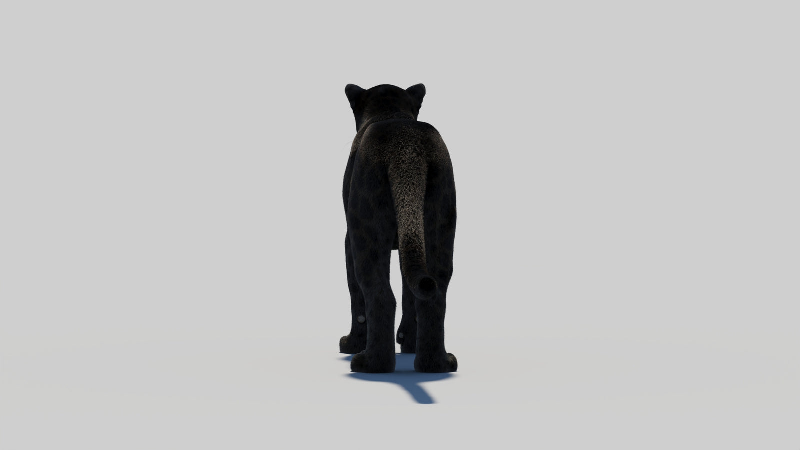 Black Panther 3D Model with Realistic Fur 360° view 2 frame 61