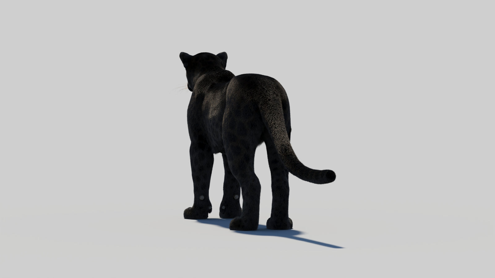 Black Panther 3D Model with Realistic Fur 360° view 2 frame 65
