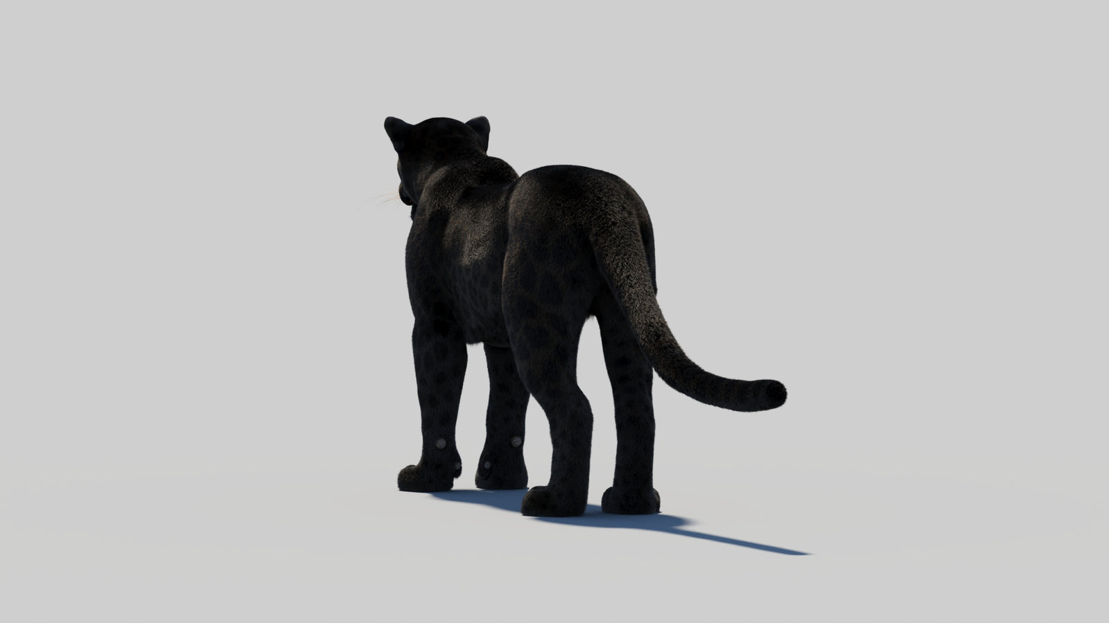 Black Panther 3D Model with Realistic Fur 360° view 2 frame 66