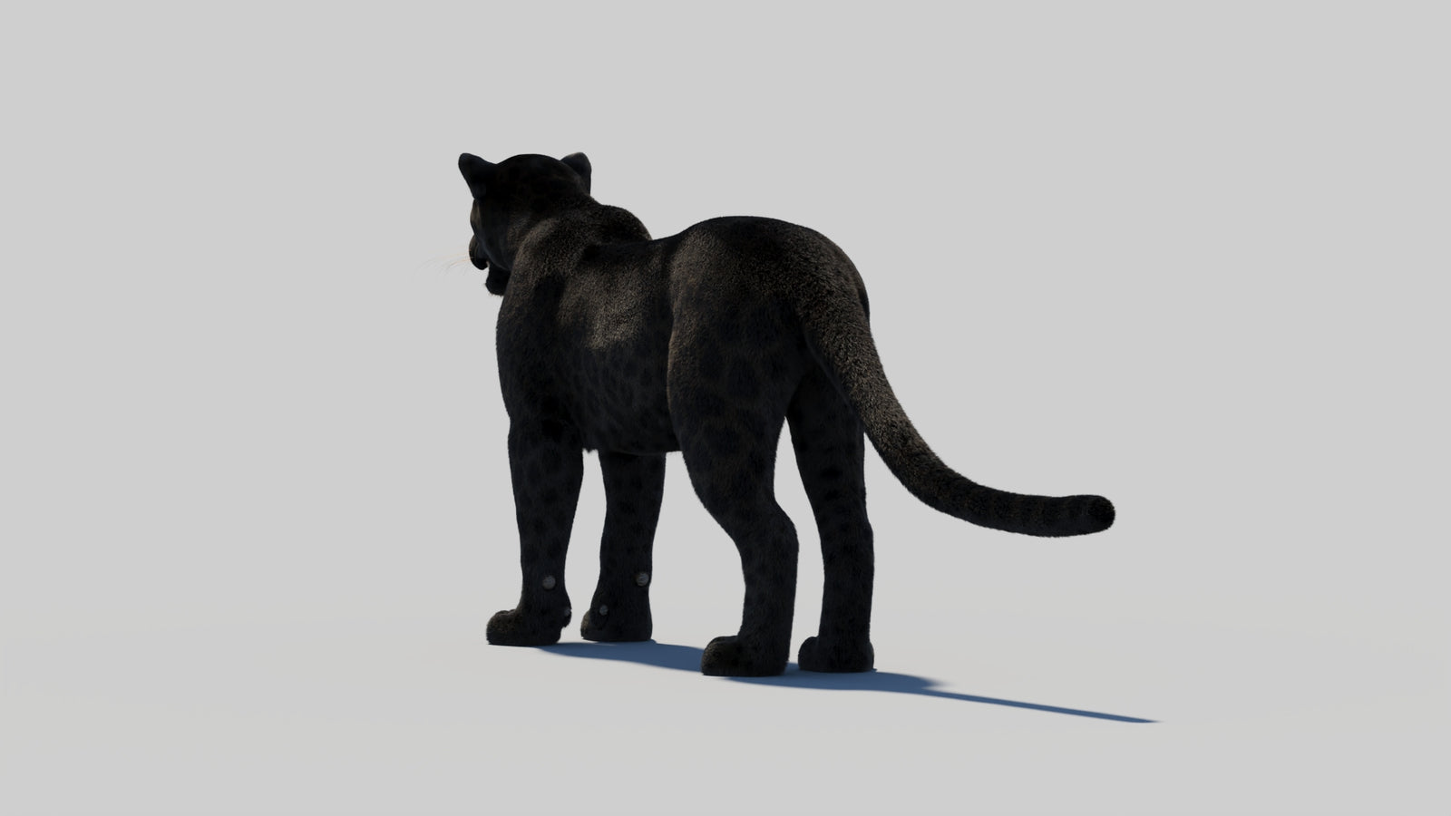 Black Panther 3D Model with Realistic Fur 360° view 2 frame 68