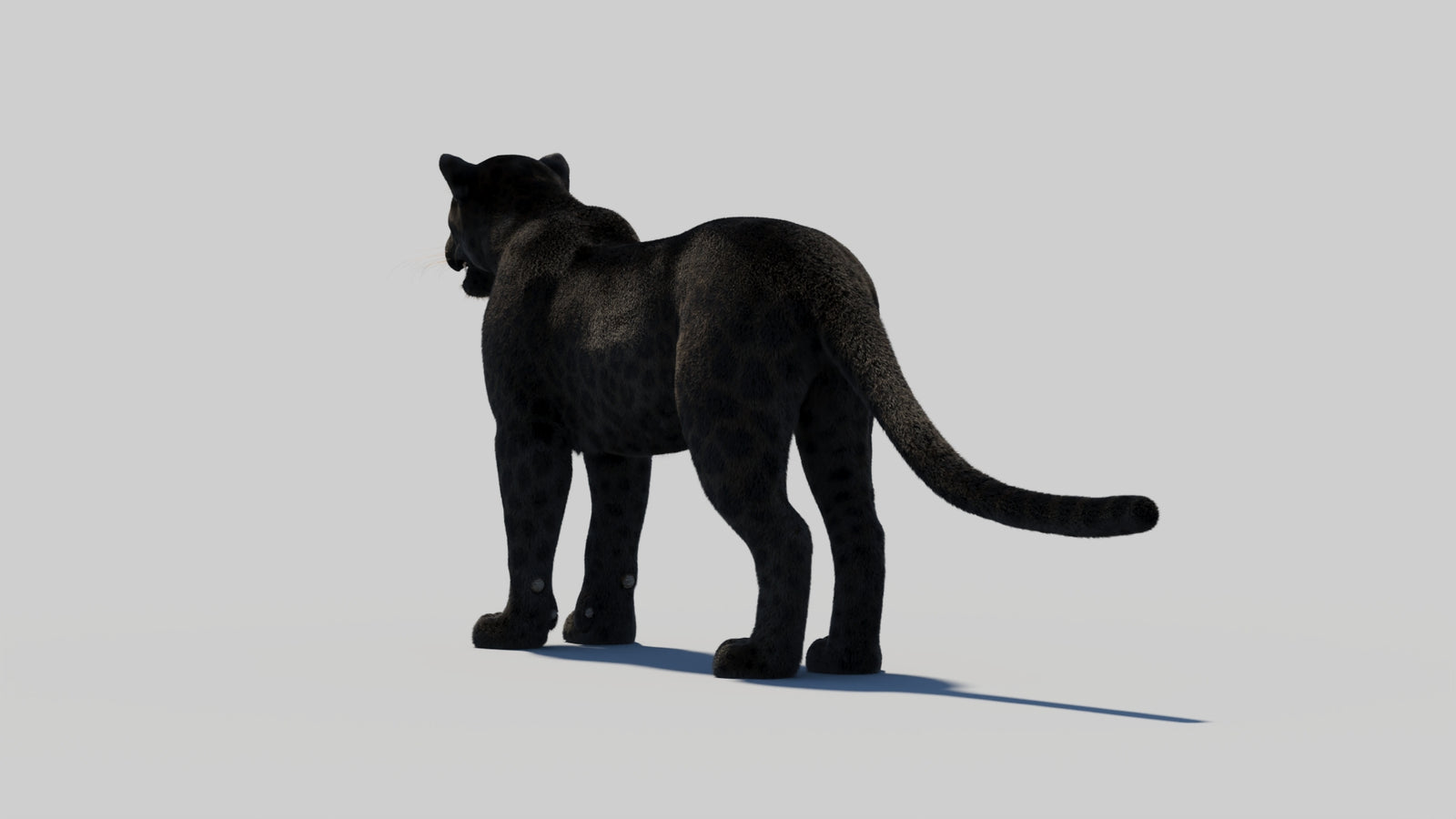 Black Panther 3D Model with Realistic Fur 360° view 2 frame 69
