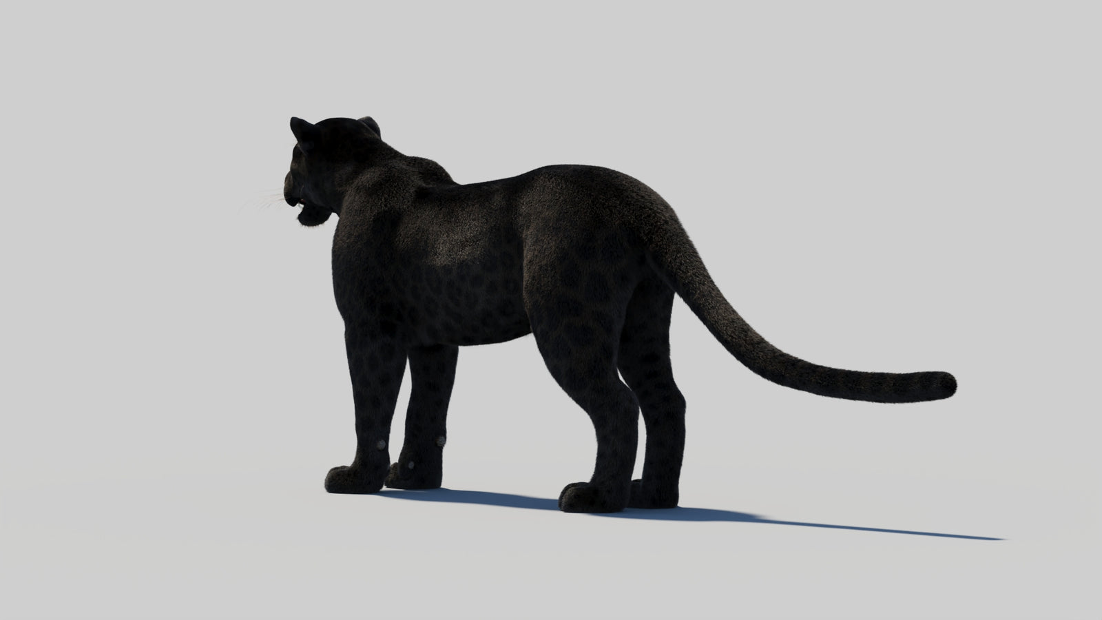 Black Panther 3D Model with Realistic Fur 360° view 2 frame 72