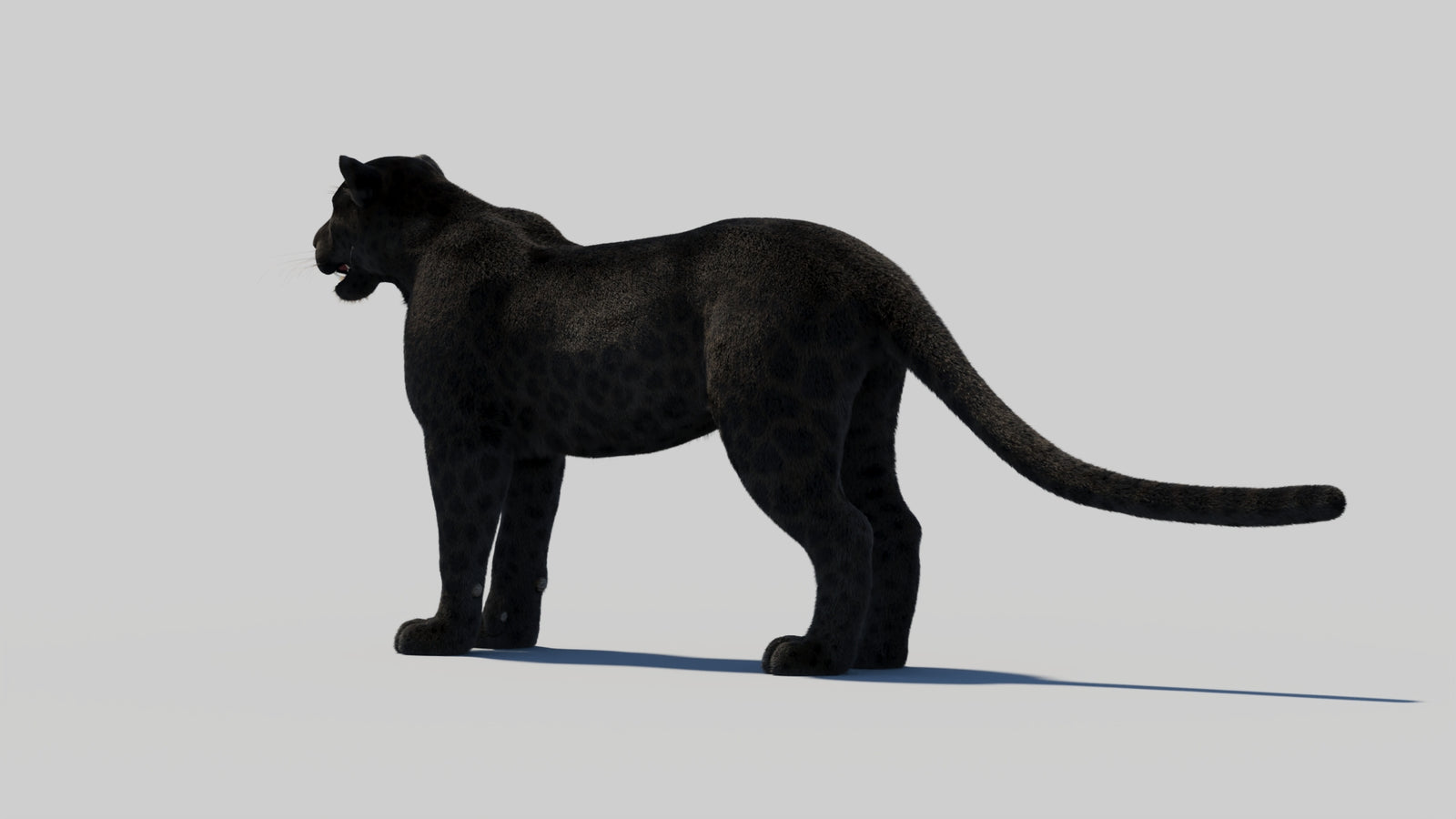 Black Panther 3D Model with Realistic Fur 360° view 2 frame 75