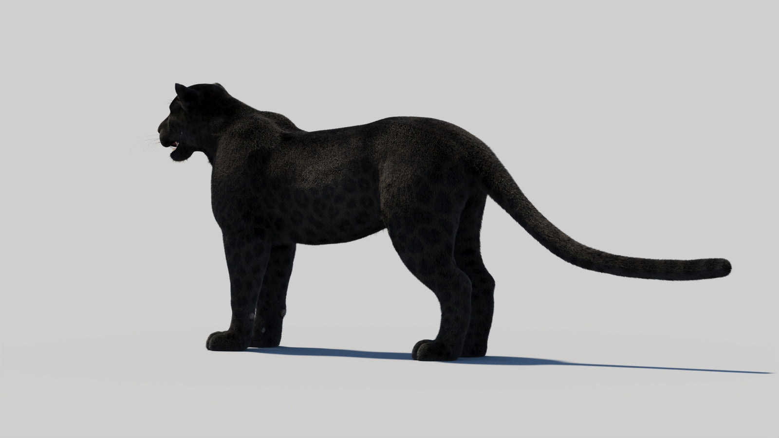 Black Panther 3D Model with Realistic Fur 360° view 2 frame 76