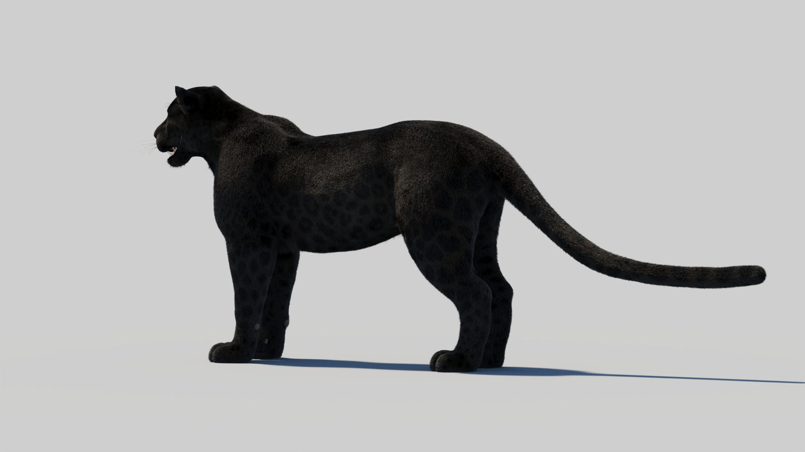 Black Panther 3D Model with Realistic Fur 360° view 2 frame 77