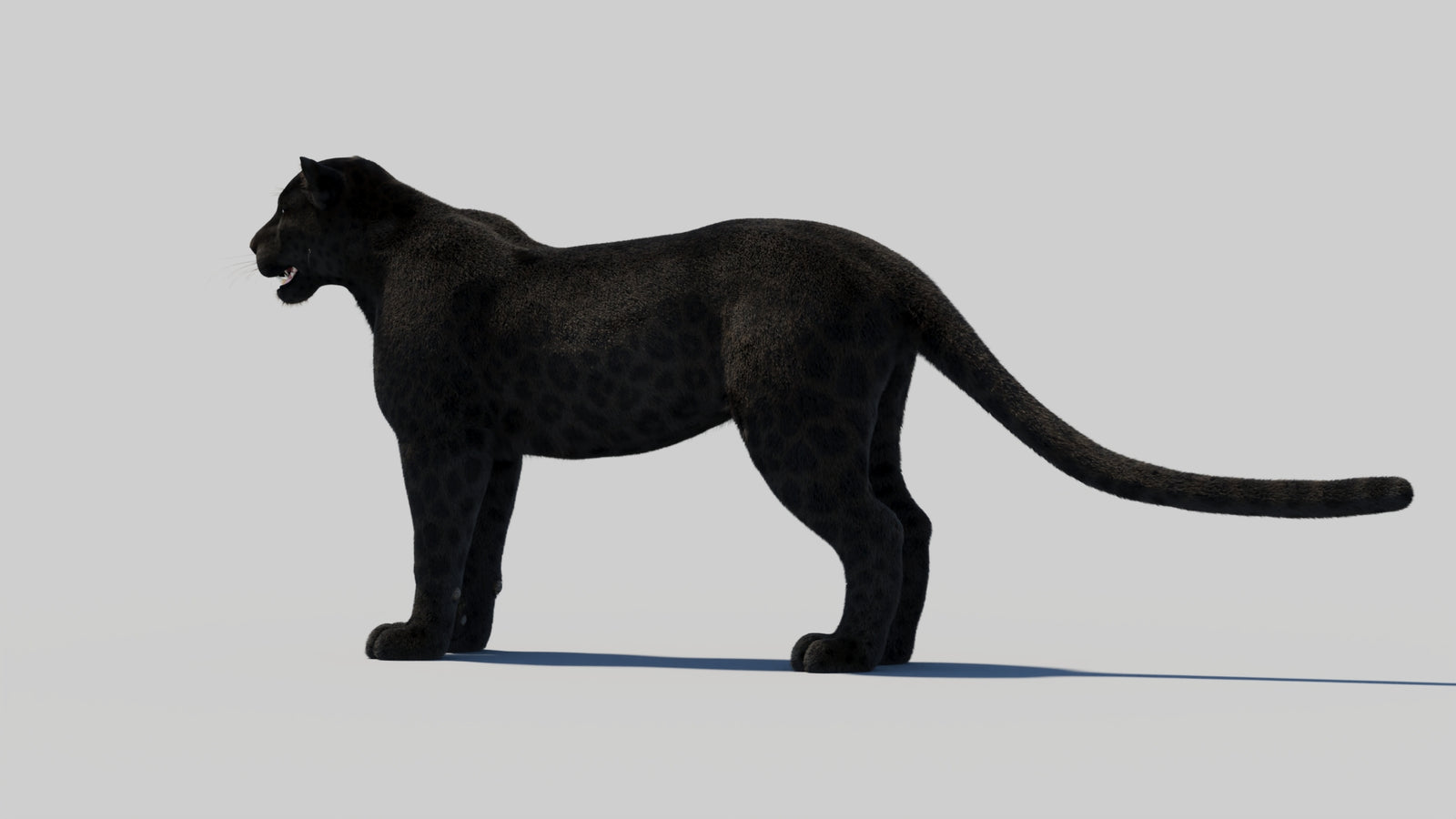 Black Panther 3D Model with Realistic Fur 360° view 2 frame 79