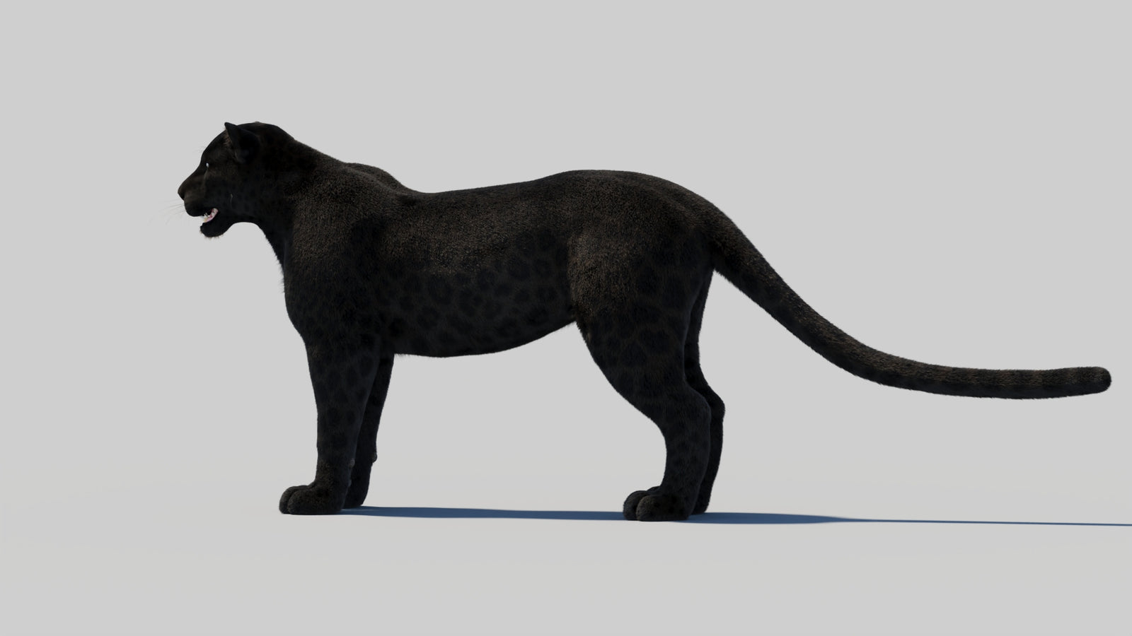Black Panther 3D Model with Realistic Fur 360° view 2 frame 81