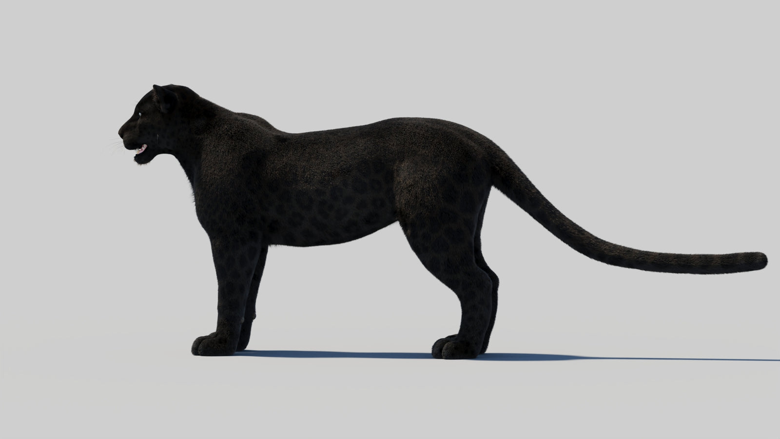 Black Panther 3D Model with Realistic Fur 360° view 2 frame 82
