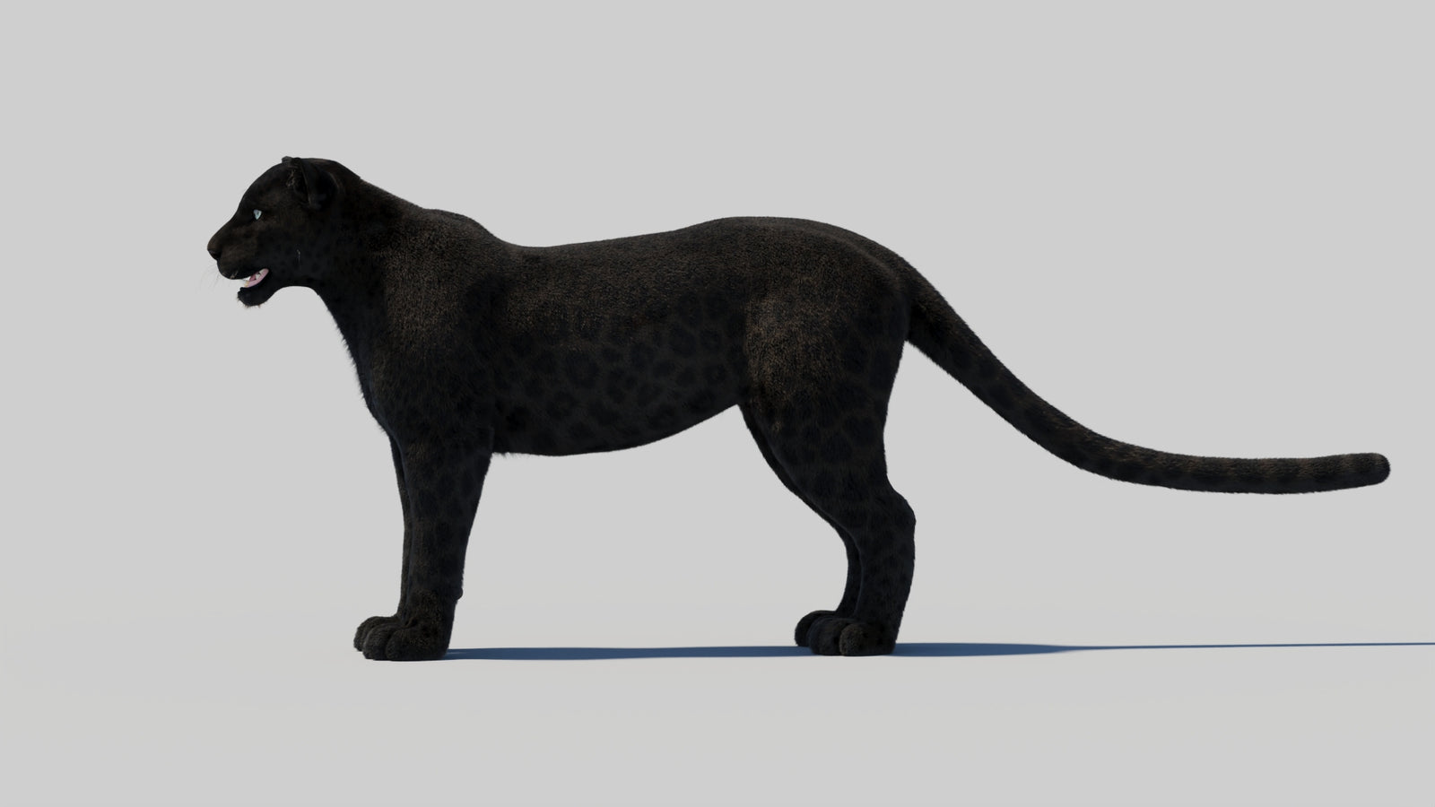 Black Panther 3D Model with Realistic Fur 360° view 2 frame 87