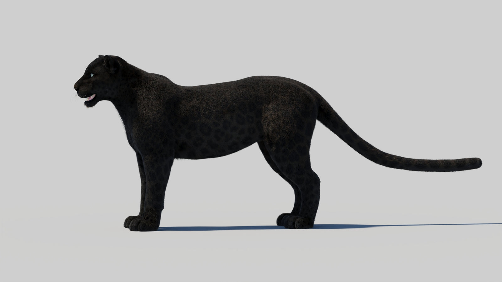 Black Panther 3D Model with Realistic Fur 360° view 2 frame 88