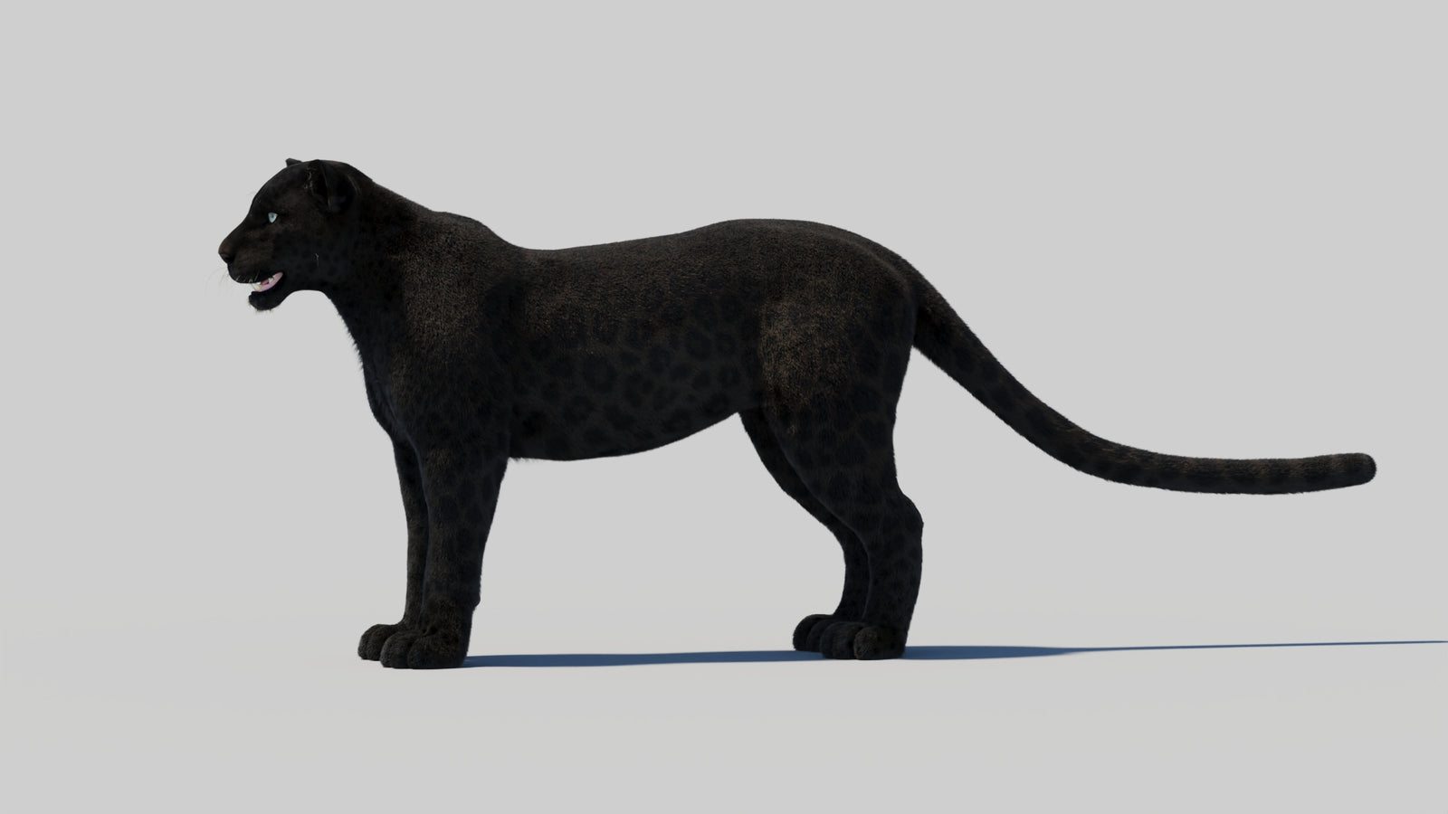 Black Panther 3D Model with Realistic Fur 360° view 2 frame 89