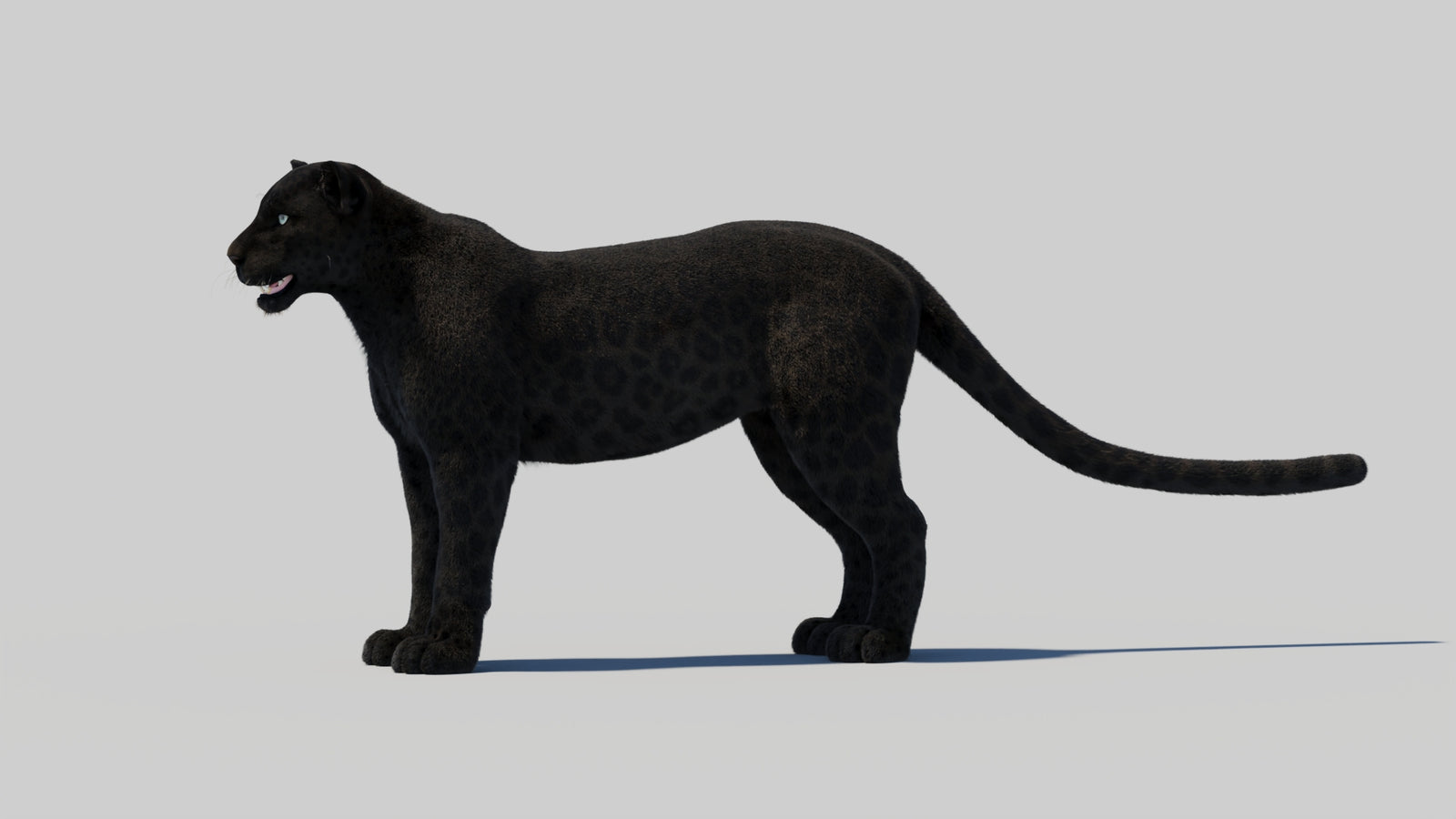 Black Panther 3D Model with Realistic Fur 360° view 2 frame 90