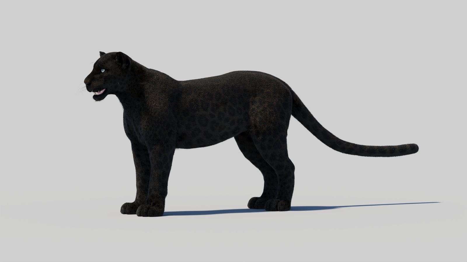 Black Panther 3D Model with Realistic Fur 360° view 2 frame 93