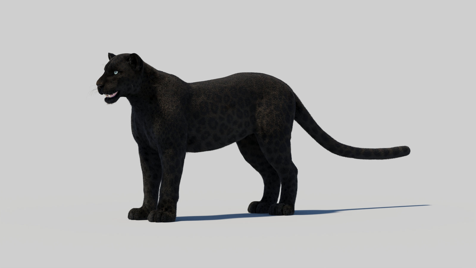 Black Panther 3D Model with Realistic Fur 360° view 2 frame 95