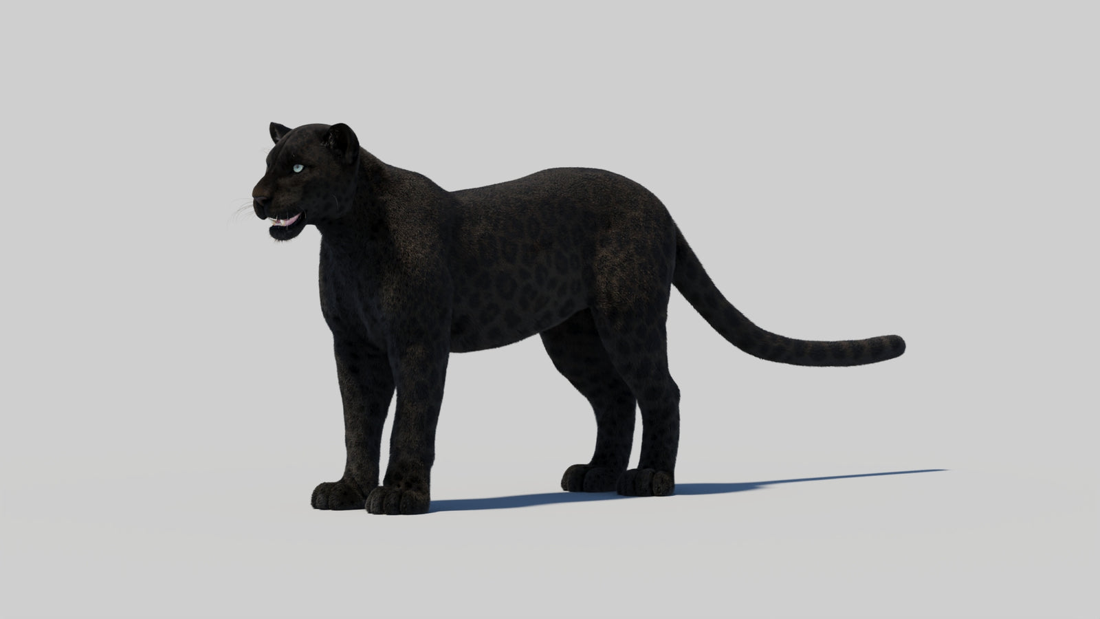 Black Panther 3D Model with Realistic Fur 360° view 2 frame 97
