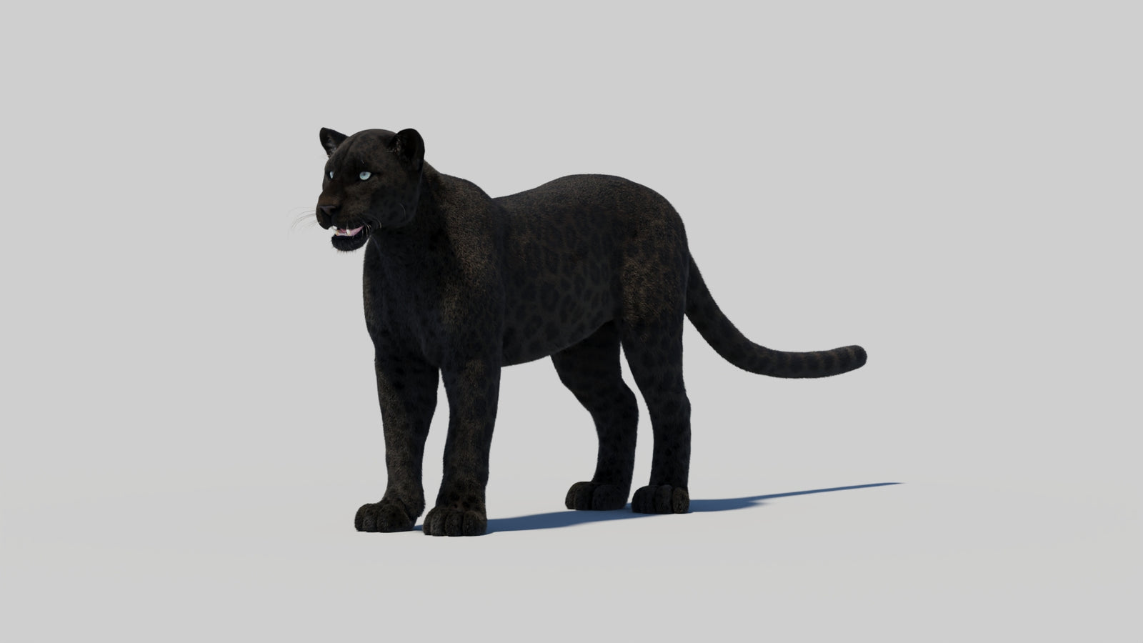 Black Panther 3D Model with Realistic Fur 360° view 2 frame 100