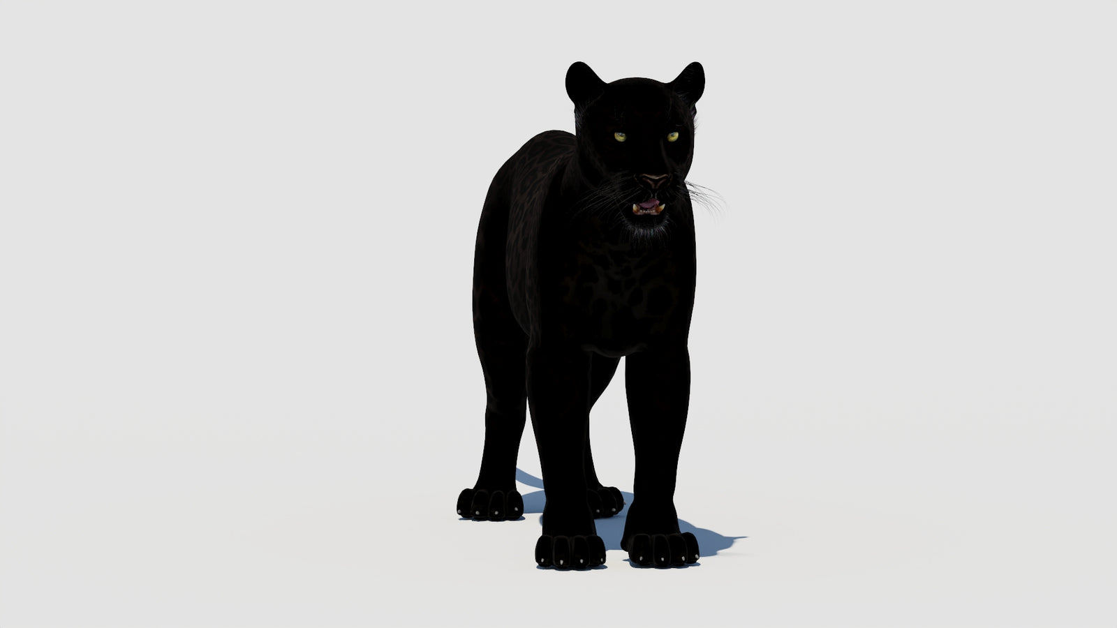 Panther 3D Model 360° view 1 frame 1