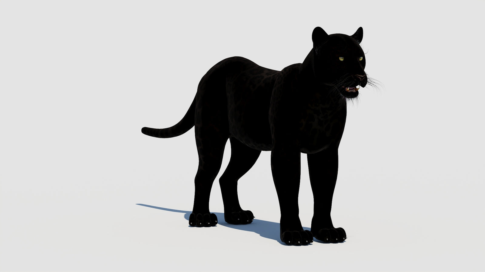 Panther 3D Model 360° view 1 frame 3