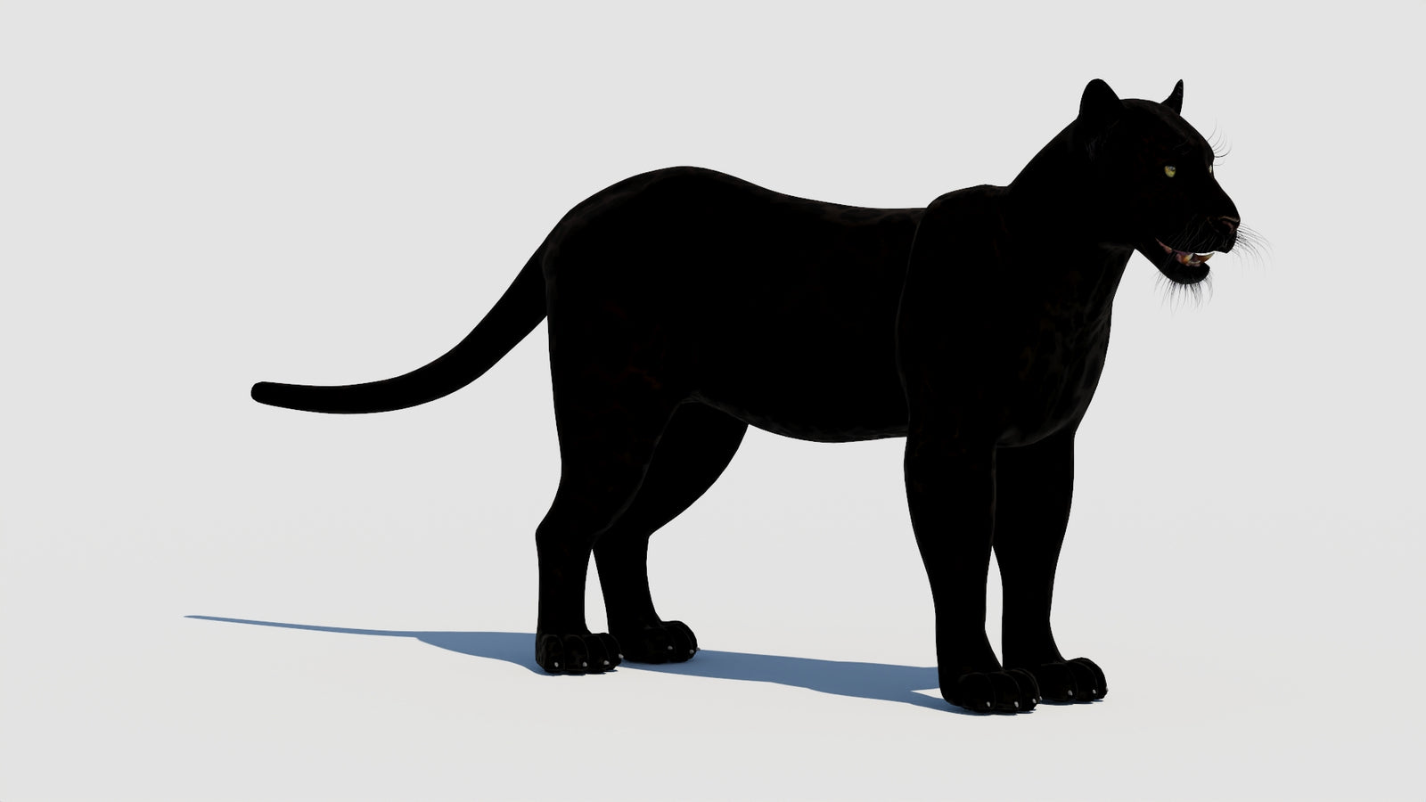 Panther 3D Model 360° view 1 frame 5