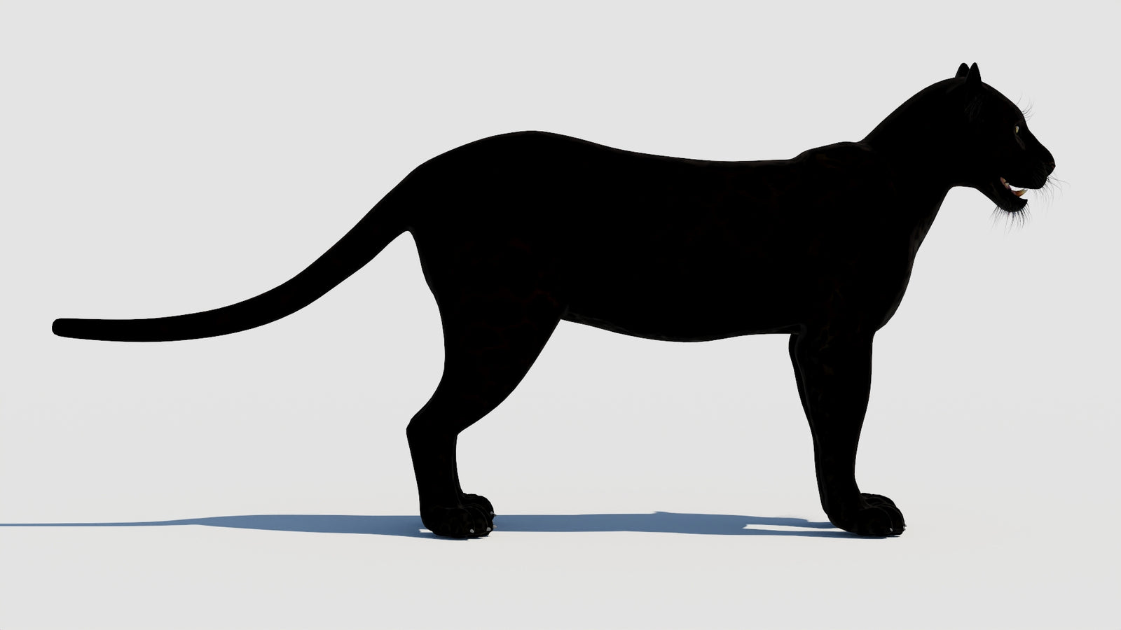 Panther 3D Model 360° view 1 frame 9