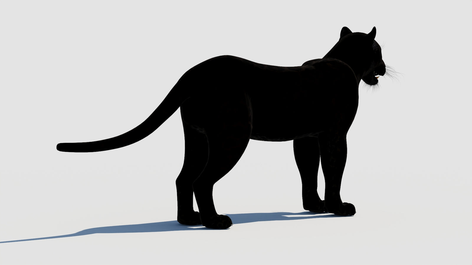 Panther 3D Model 360° view 1 frame 13
