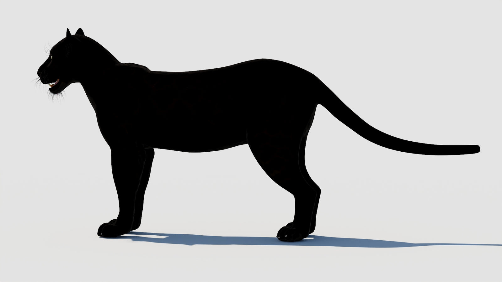 Panther 3D Model 360° view 1 frame 26