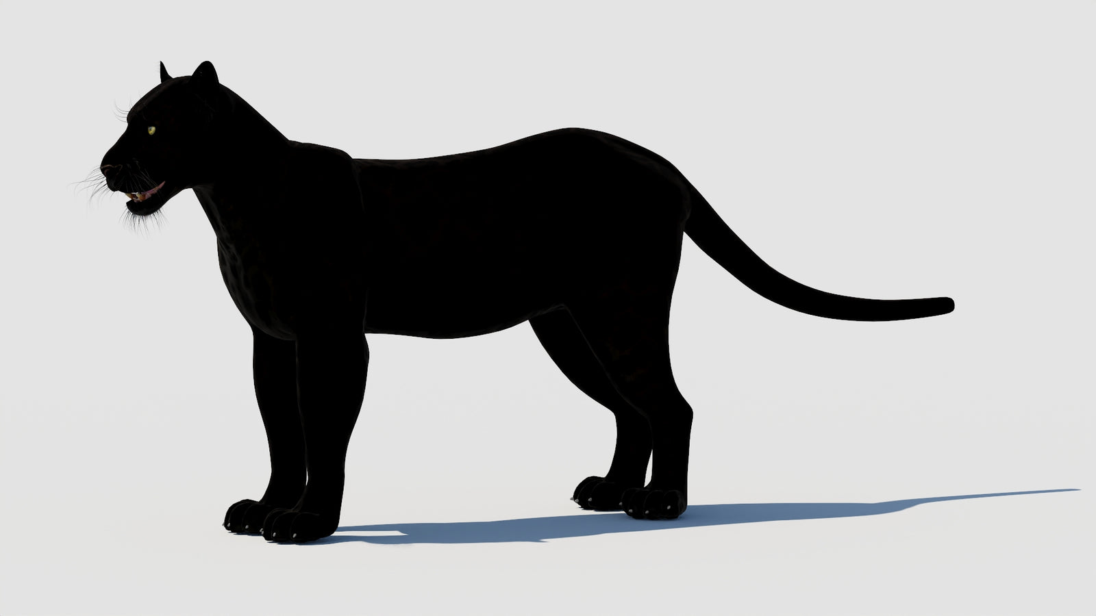 Panther 3D Model 360° view 1 frame 30