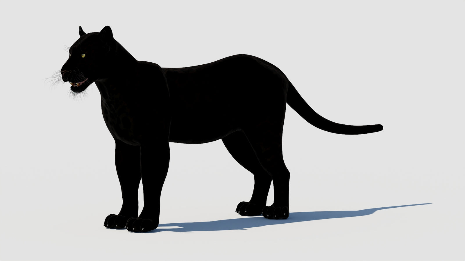 Panther 3D Model 360° view 1 frame 31