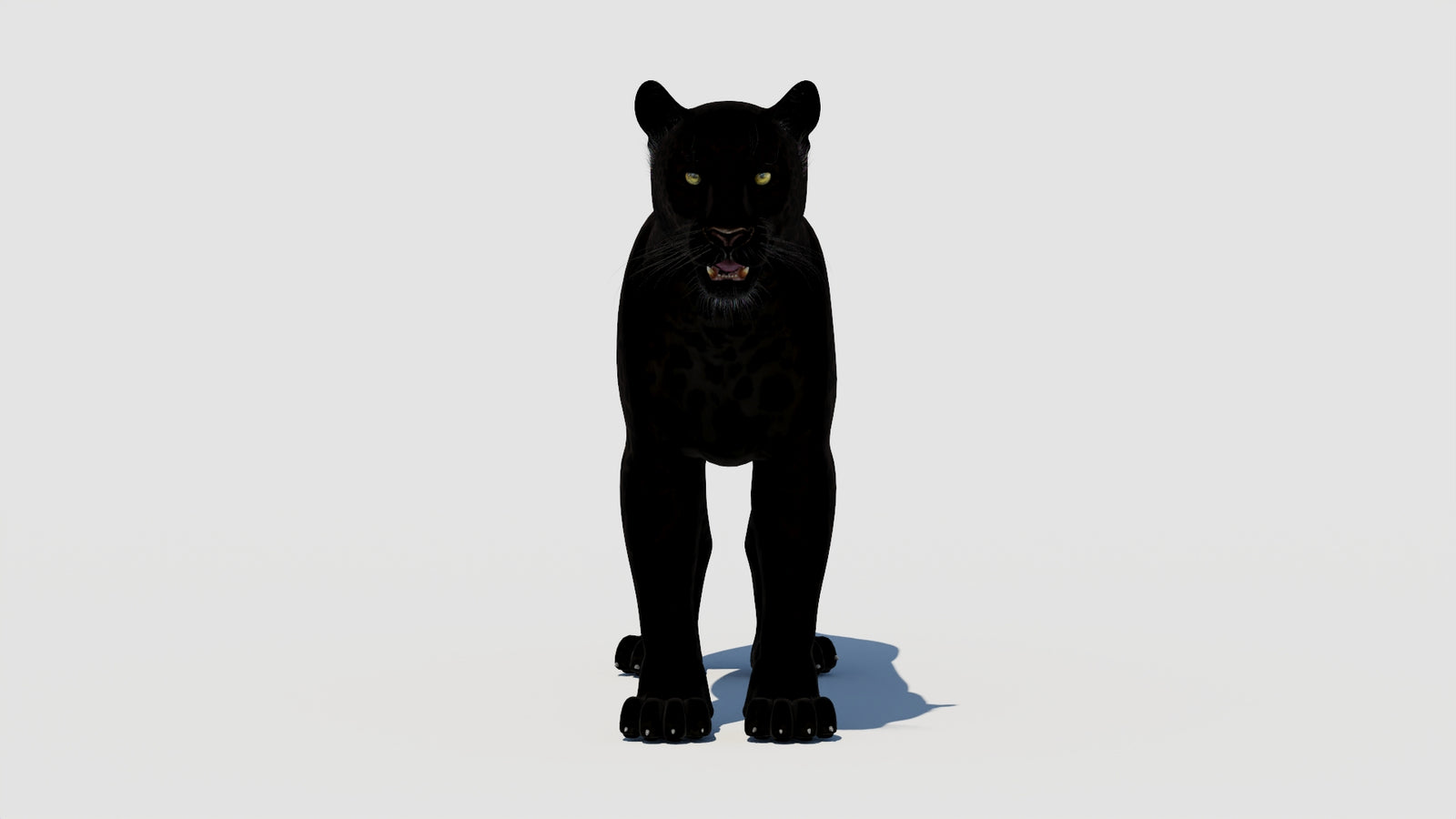Panther 3D Model 360° view 1 frame 36