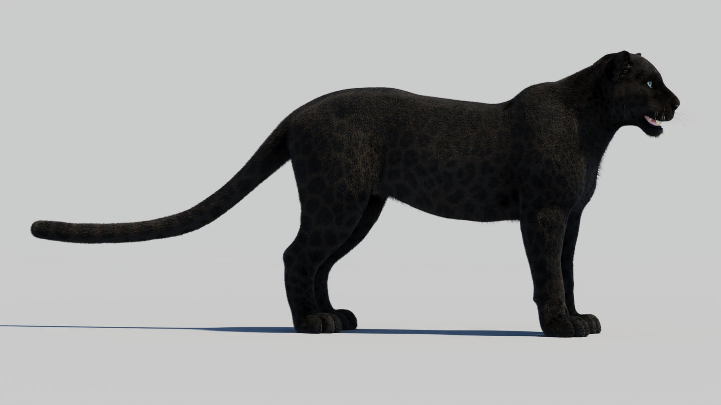Black Panther Animal 3D Model with Realistic Groomed Fur