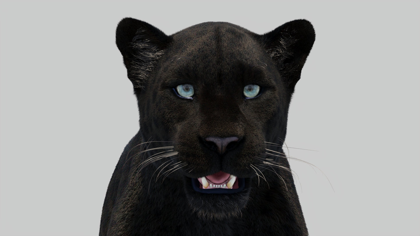 Black Panther 3D Model with Realistic Fur