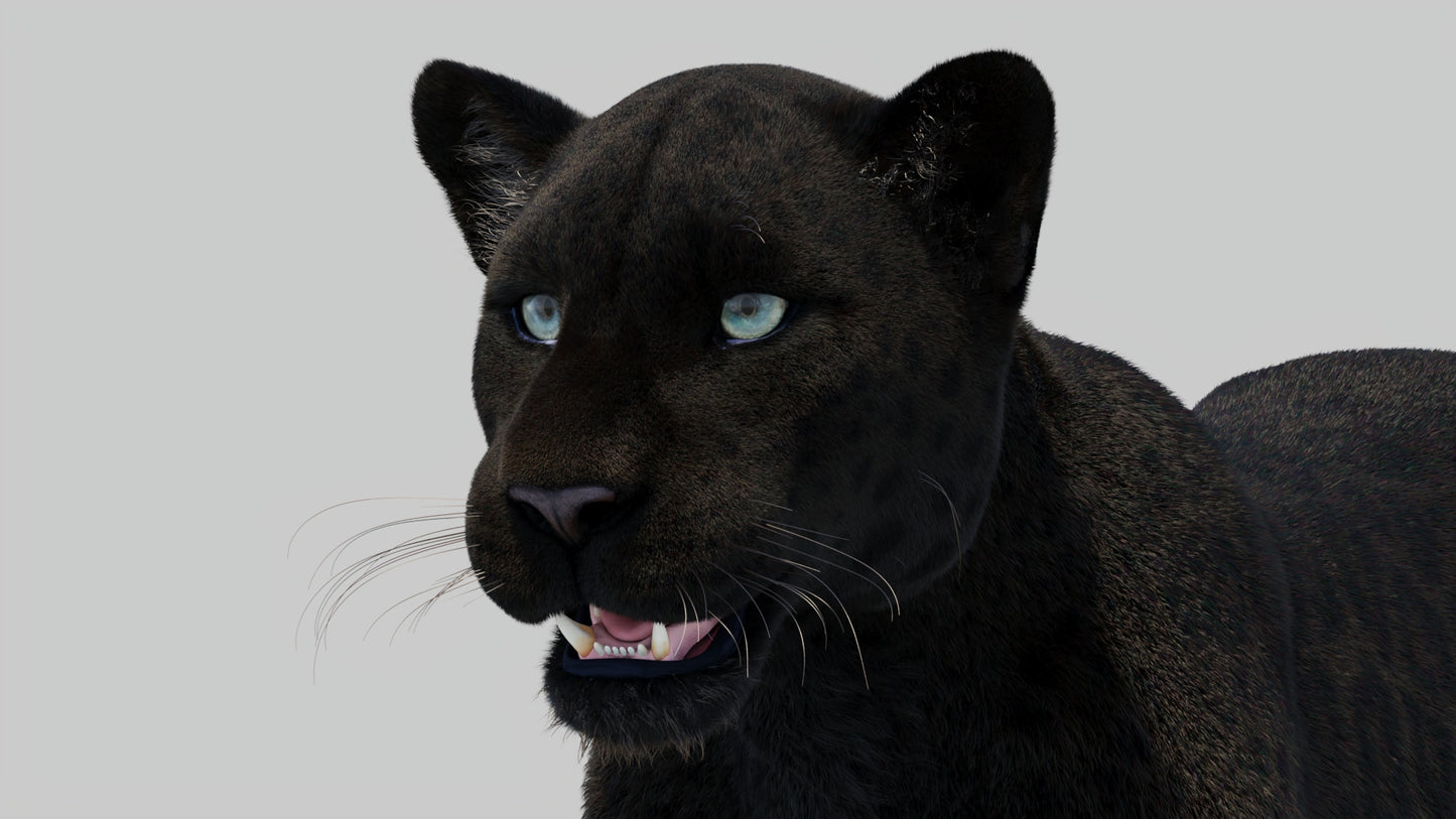 Black Panther 3D Model with Realistic Fur