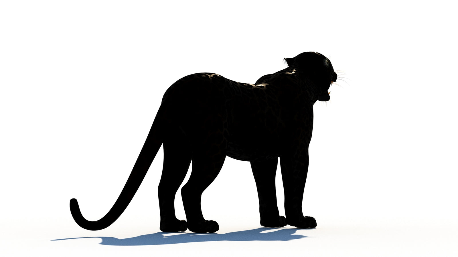 Rigged Black Panther 3D Model 360° view 1 frame 14