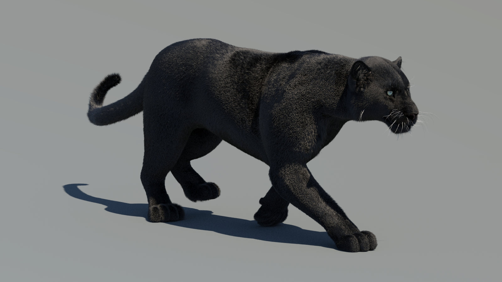 Animated Black Panther 3D Model Fur 360° view 2 frame 22