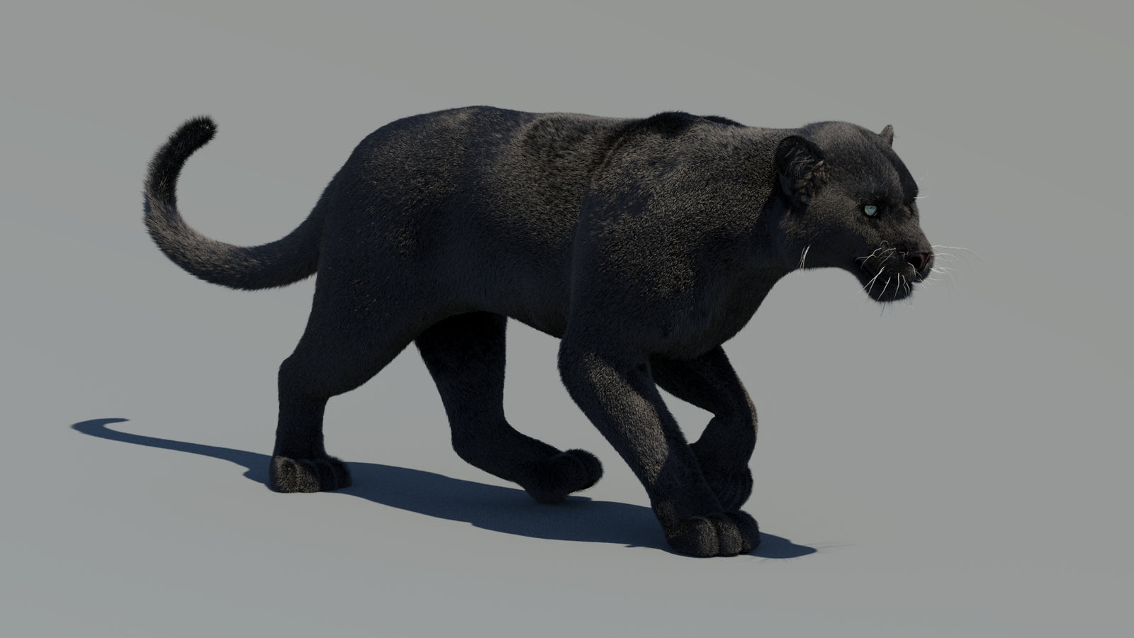 Animated Black Panther 3D Model Fur 360° view 2 frame 27