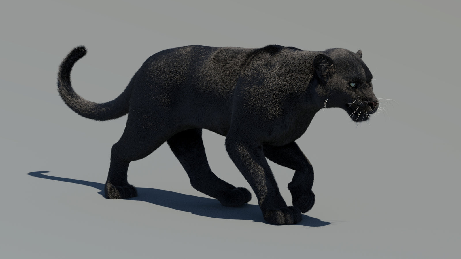 Animated Black Panther 3D Model Fur 360° view 2 frame 28