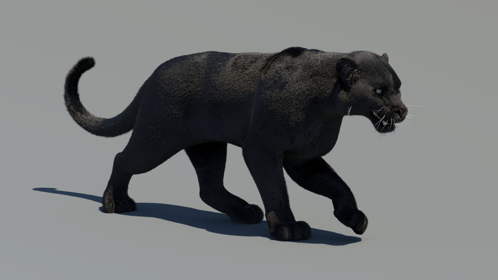 Animated Black Panther 3D Model Fur 360° view 2 frame 30