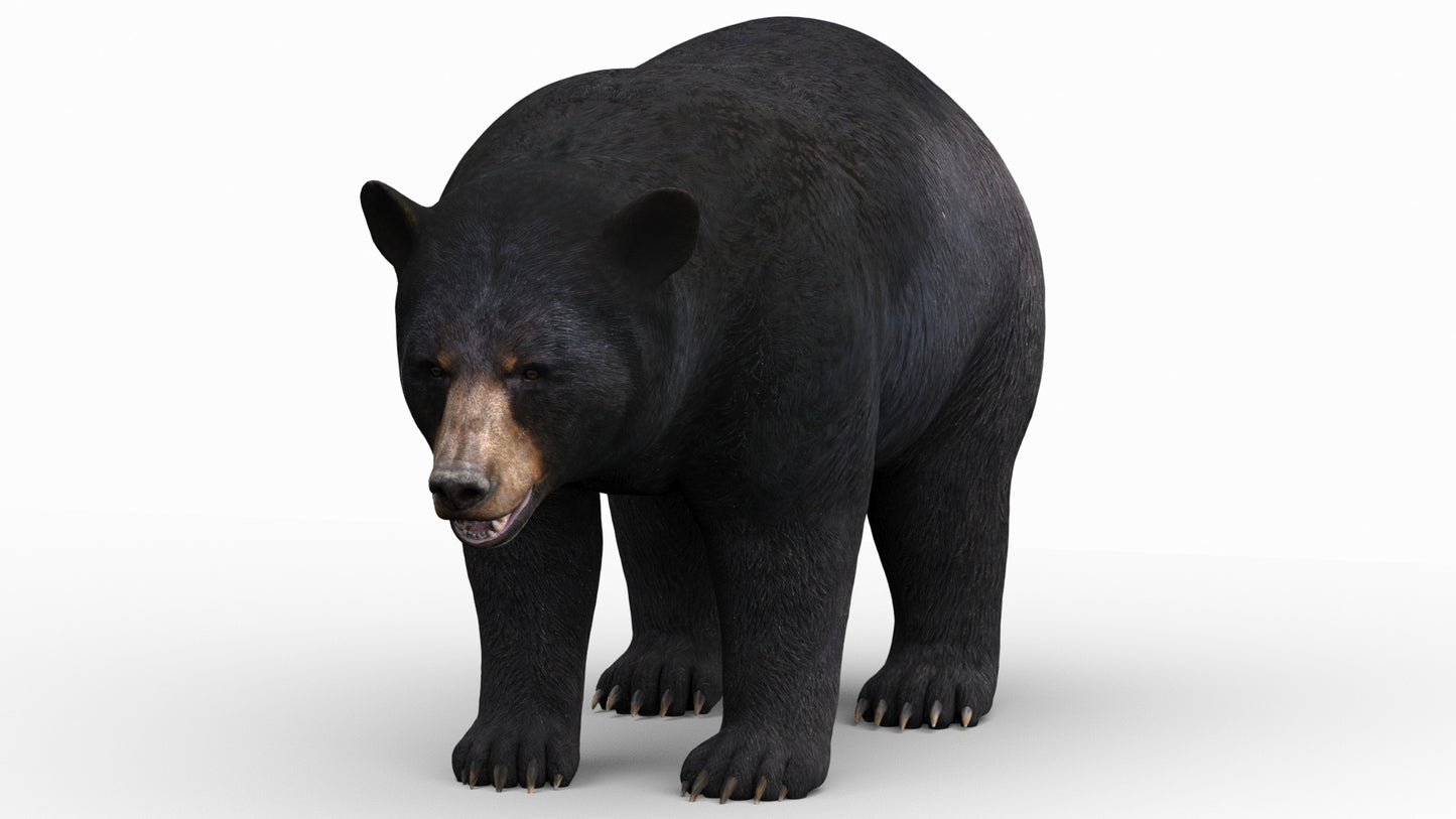 Realistic Black Bear 3D Model for Game, AR/VR and CGI