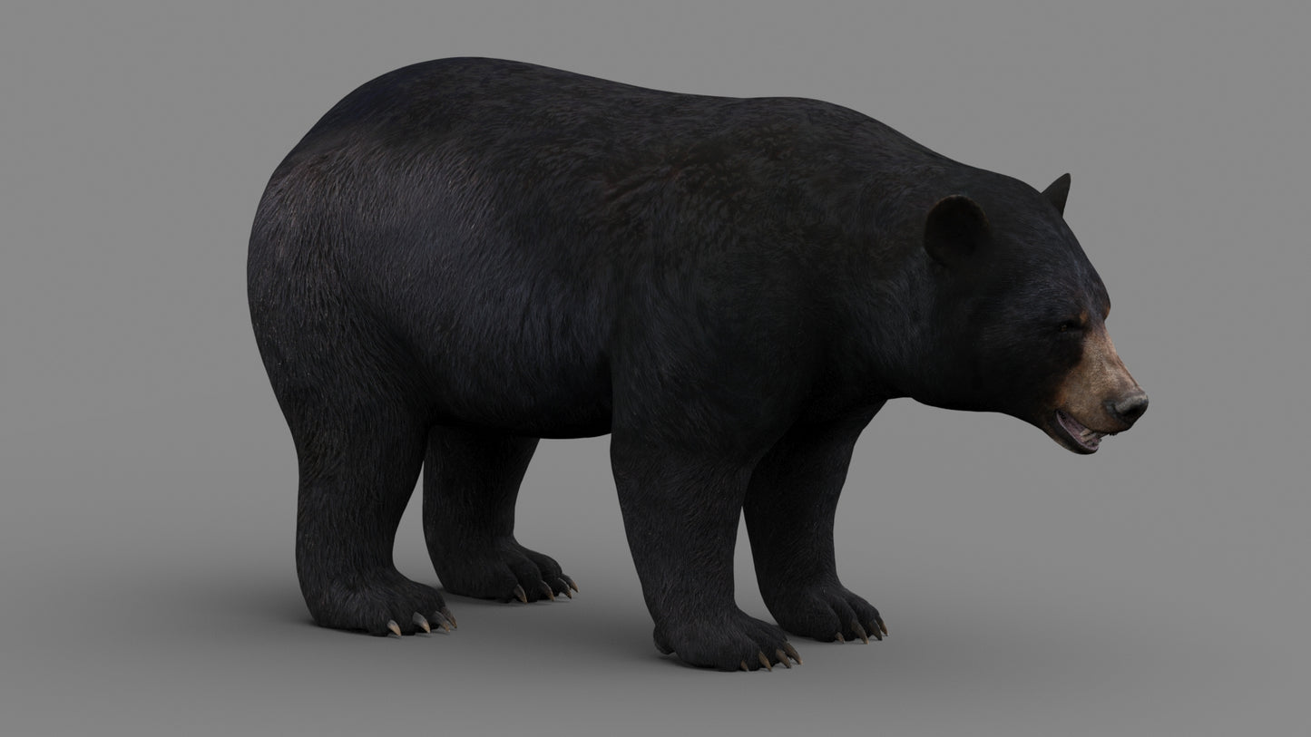 Realistic Black Bear 3D Model for game project