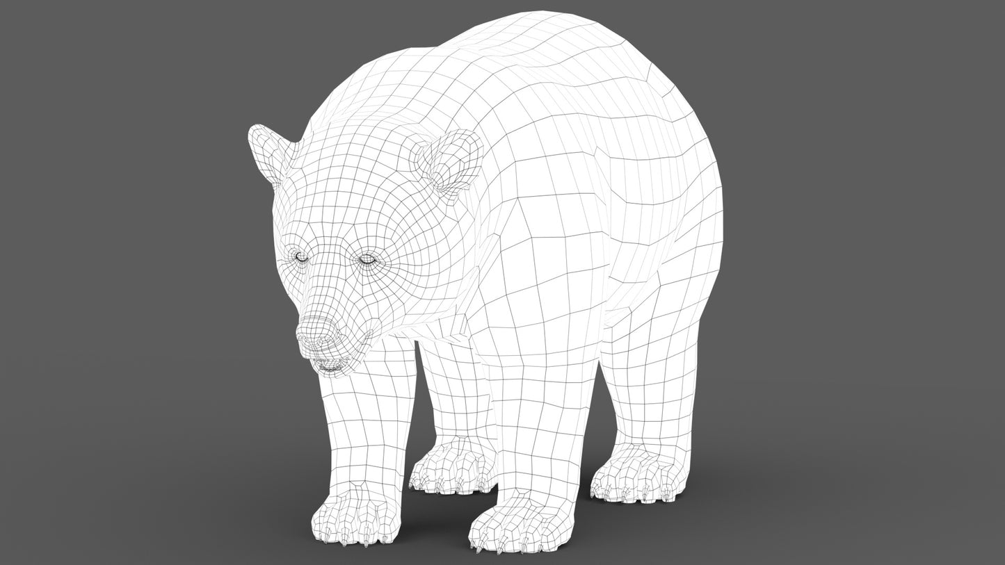 Black Bear 3D Model Wireframe View Subdivision Level 0
