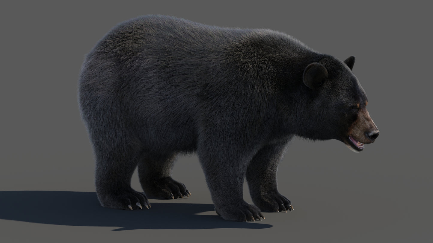 Black Bear Fur 3D Model